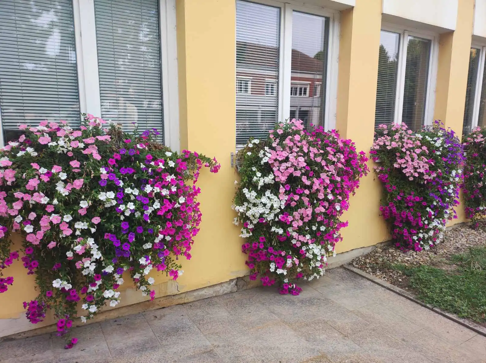 Zgrada Međimurske županije i cvijeće (4) Zgrada Međimurske županije i cvijeće (4)