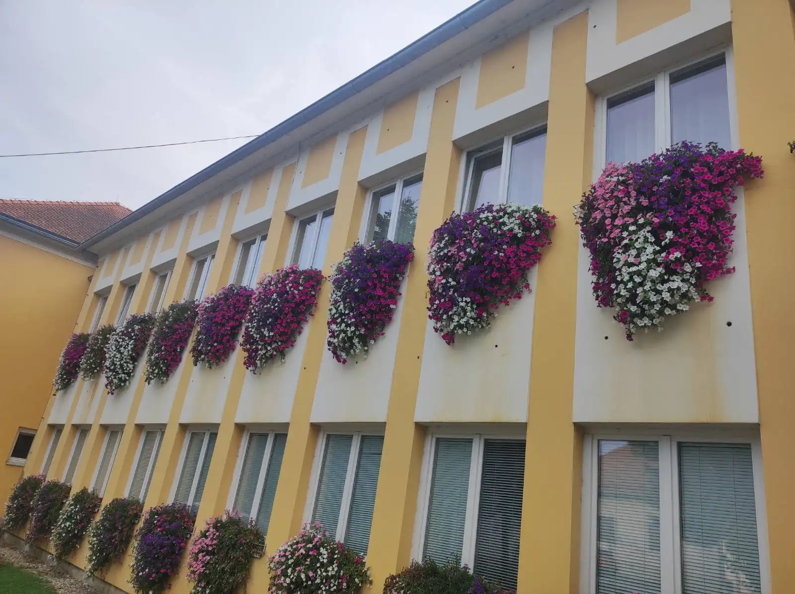 Zgrada Međimurske županije i cvijeće (5) Zgrada Međimurske županije i cvijeće (5)