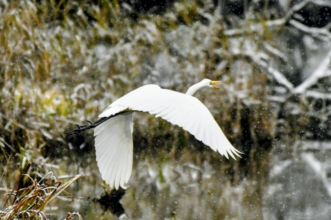 Zima, Mura, žabnik 2025 (1)
