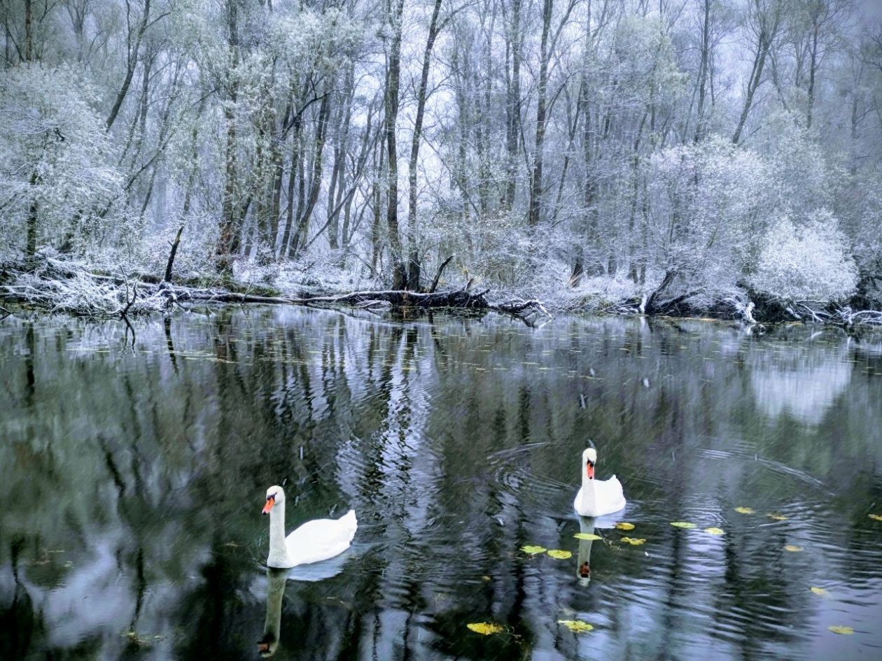 Zima, Mura, žabnik 2025 (10)