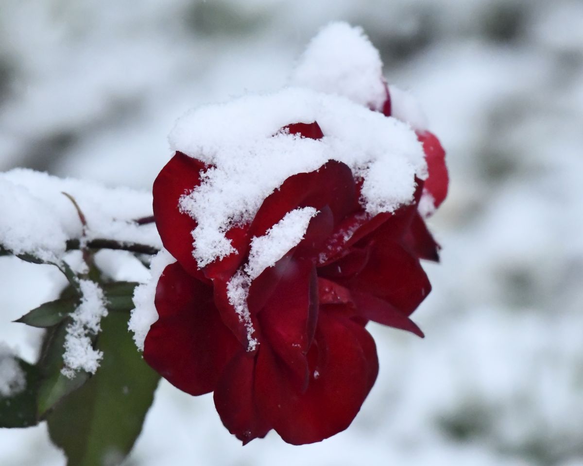 Zima, Mura, žabnik 2025 (11)