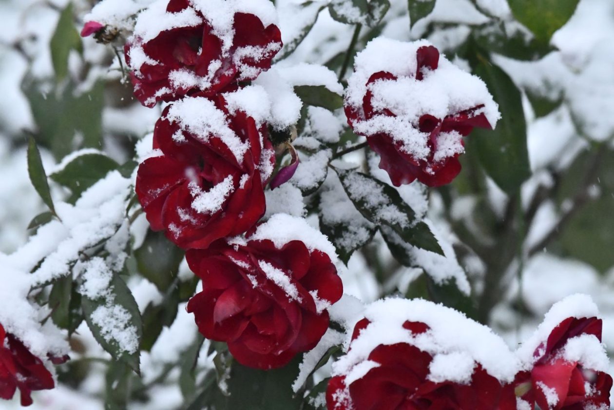 Zima, Mura, žabnik 2025 (12)