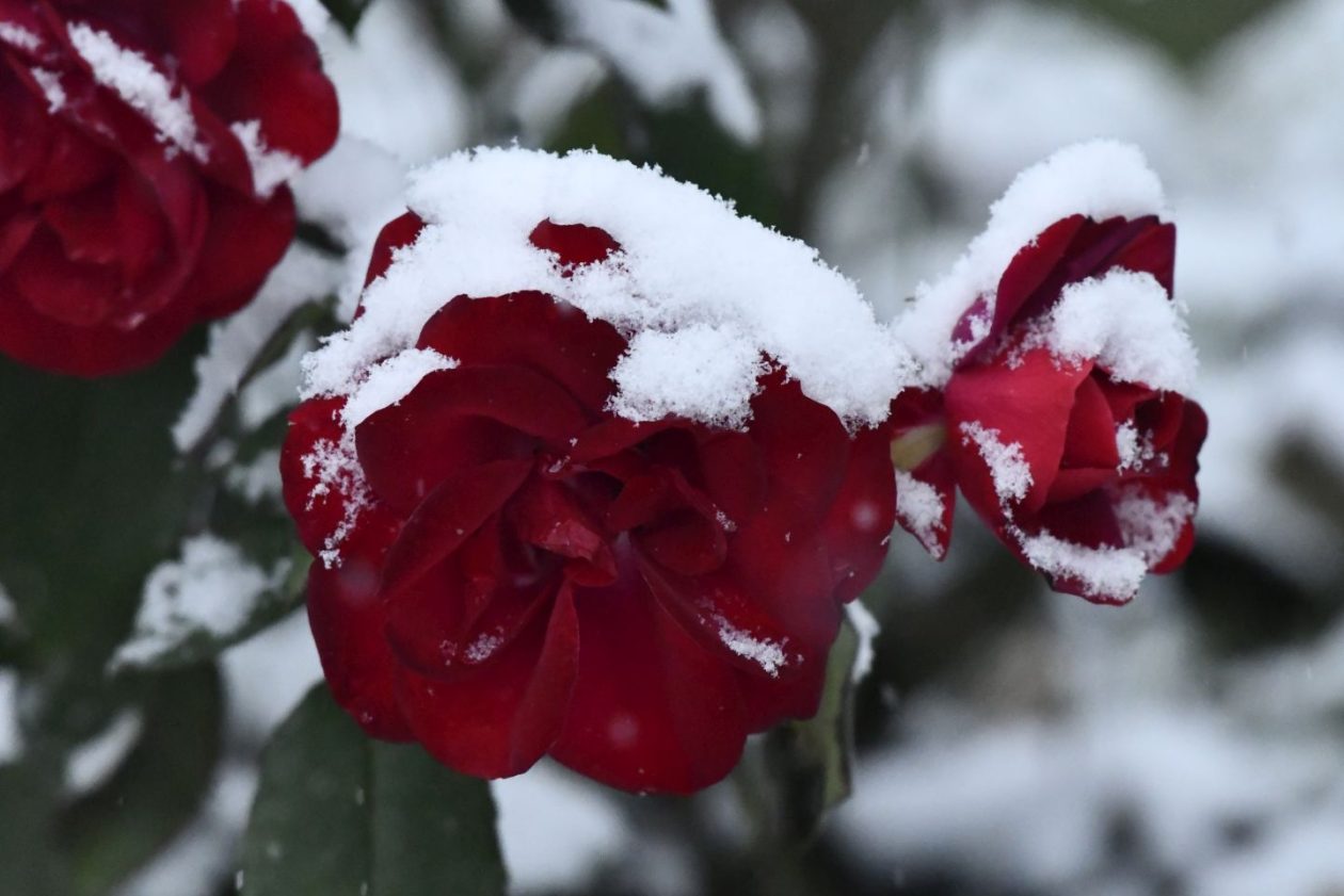 Zima, Mura, žabnik 2025 (13)