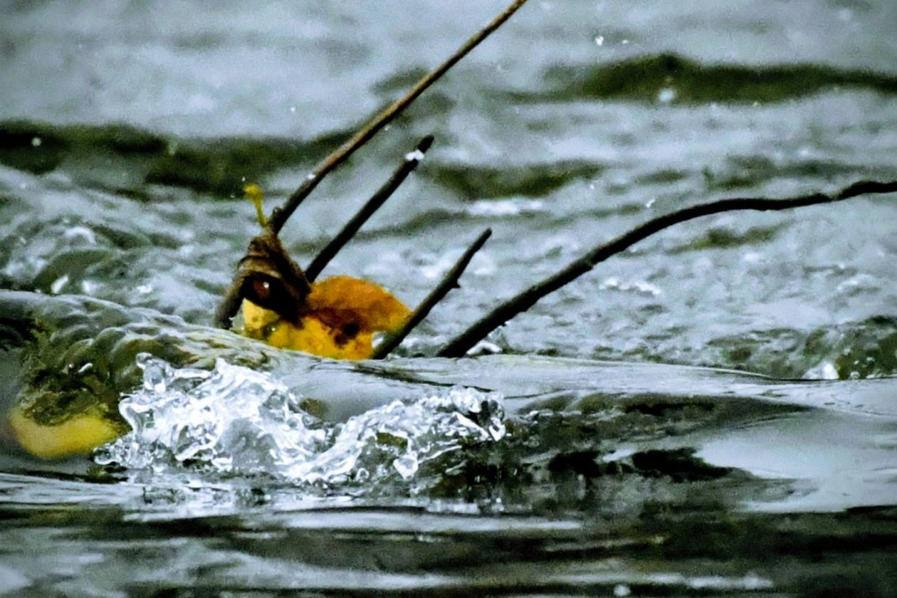 Zima, Mura, žabnik 2025 (2)