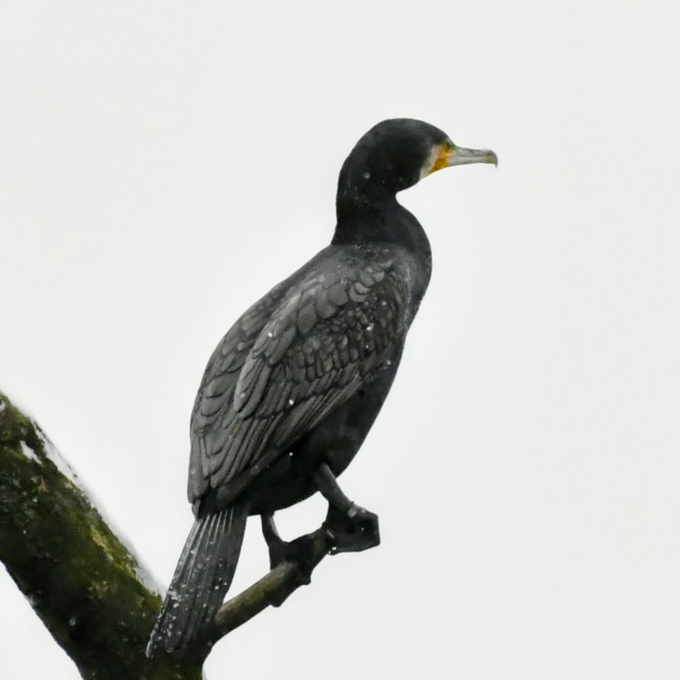 Zima, Mura, žabnik 2025 (4)