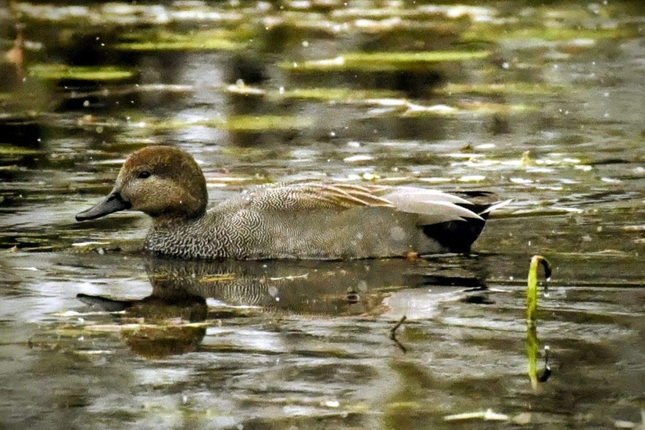 Zima, Mura, žabnik 2025 (5)