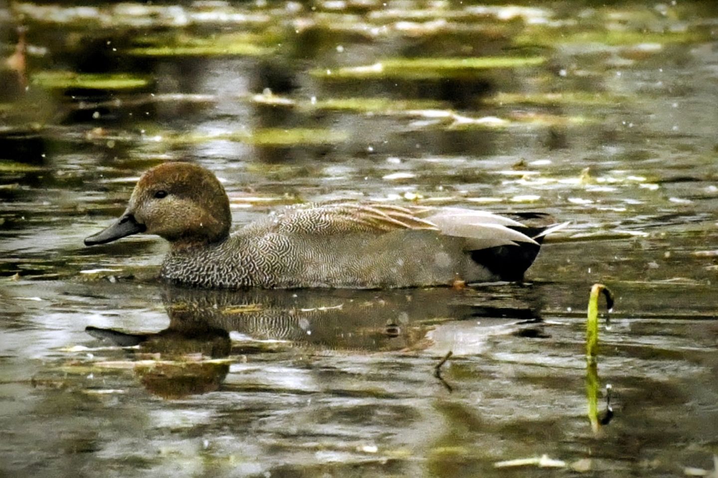 Zima, Mura, žabnik 2025 (5)