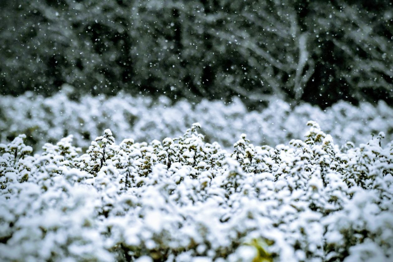 Zima, Mura, žabnik 2025 (6)