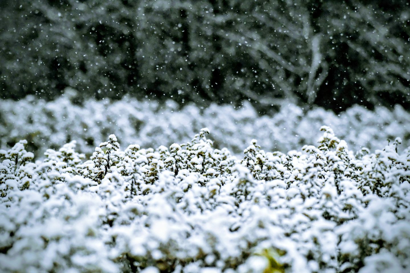 Zima, Mura, žabnik 2025 (6)