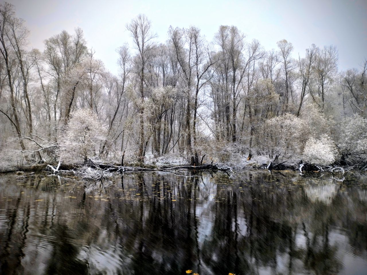 Zima, Mura, žabnik 2025 (7)