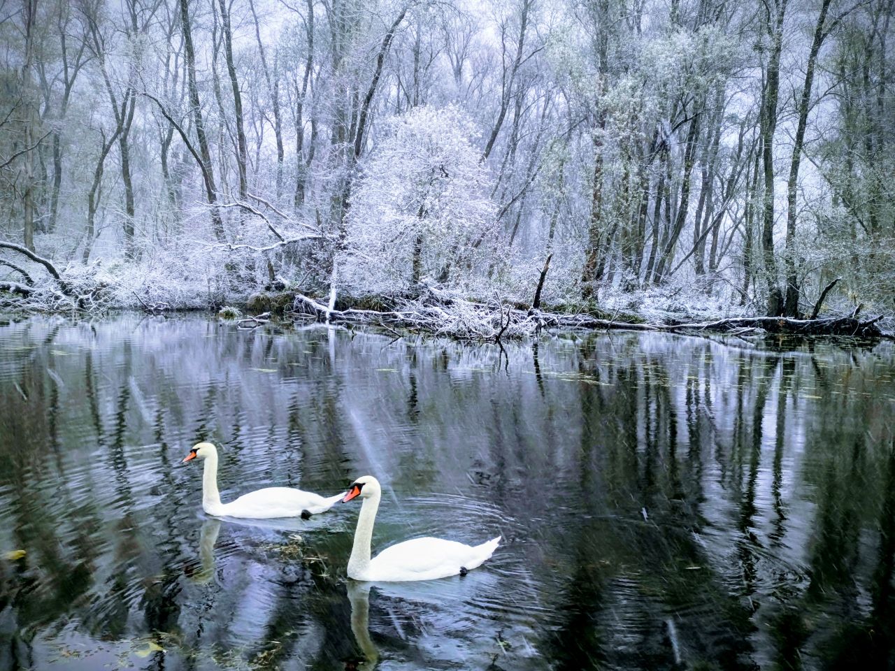 Zima, Mura, žabnik 2025 (8)