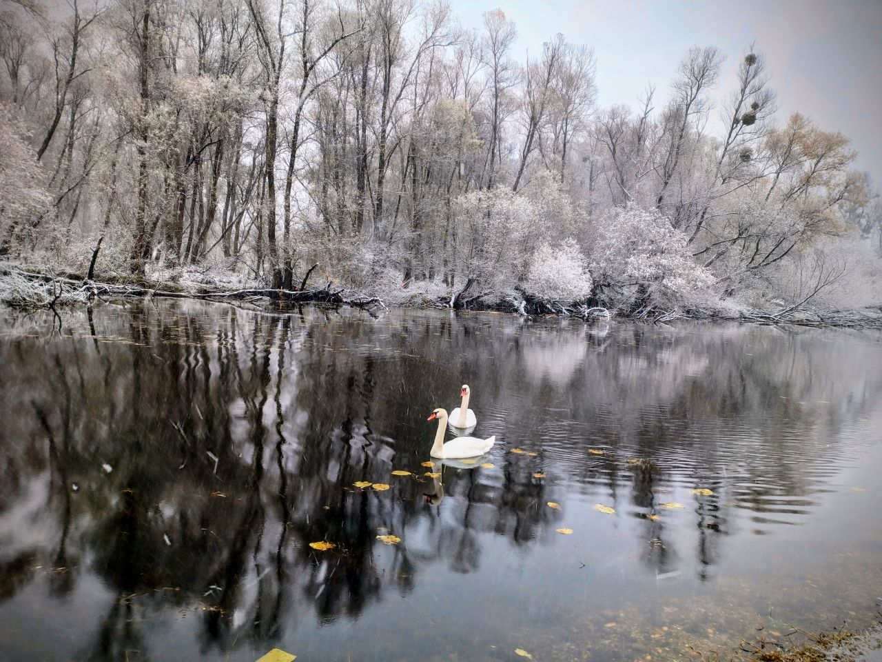 Zima, Mura, žabnik 2025 (9)