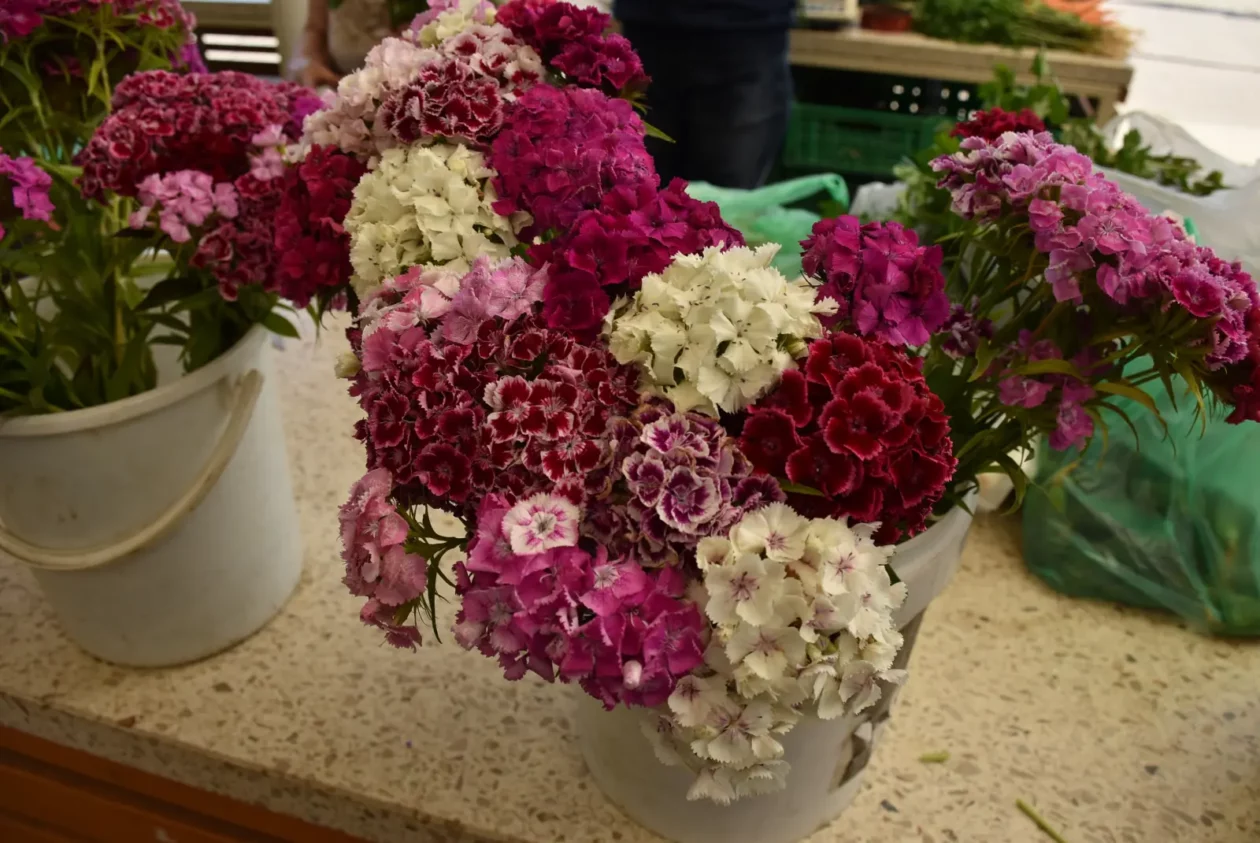 Zlatka Jambrović, (1)