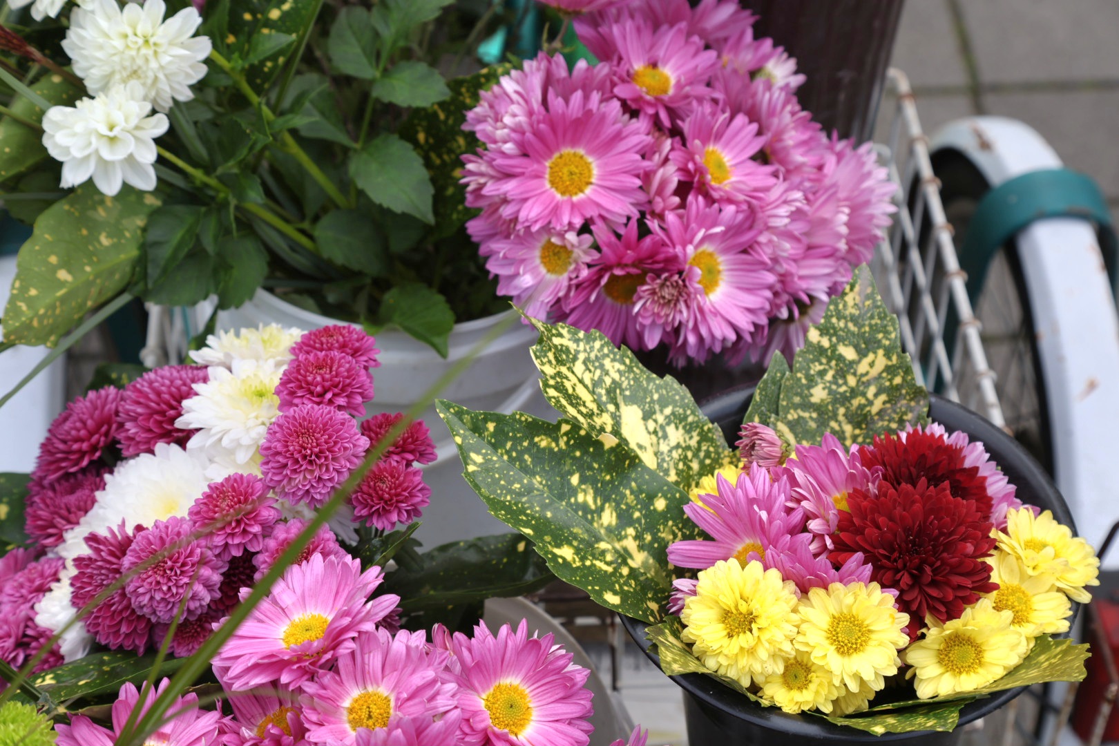 Zlatka Jambrović (1)