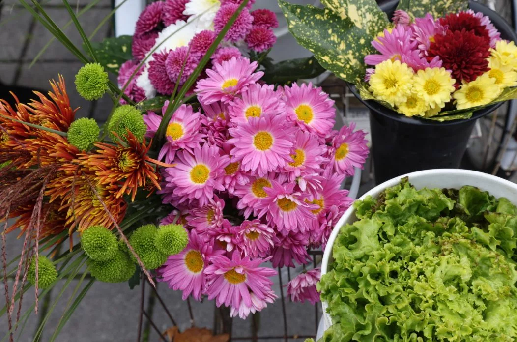 Zlatka Jambrović, (2)