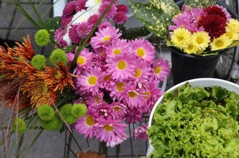 Zlatka Jambrović, (2)