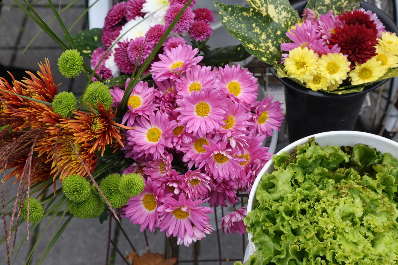 Zlatka Jambrović, (2)