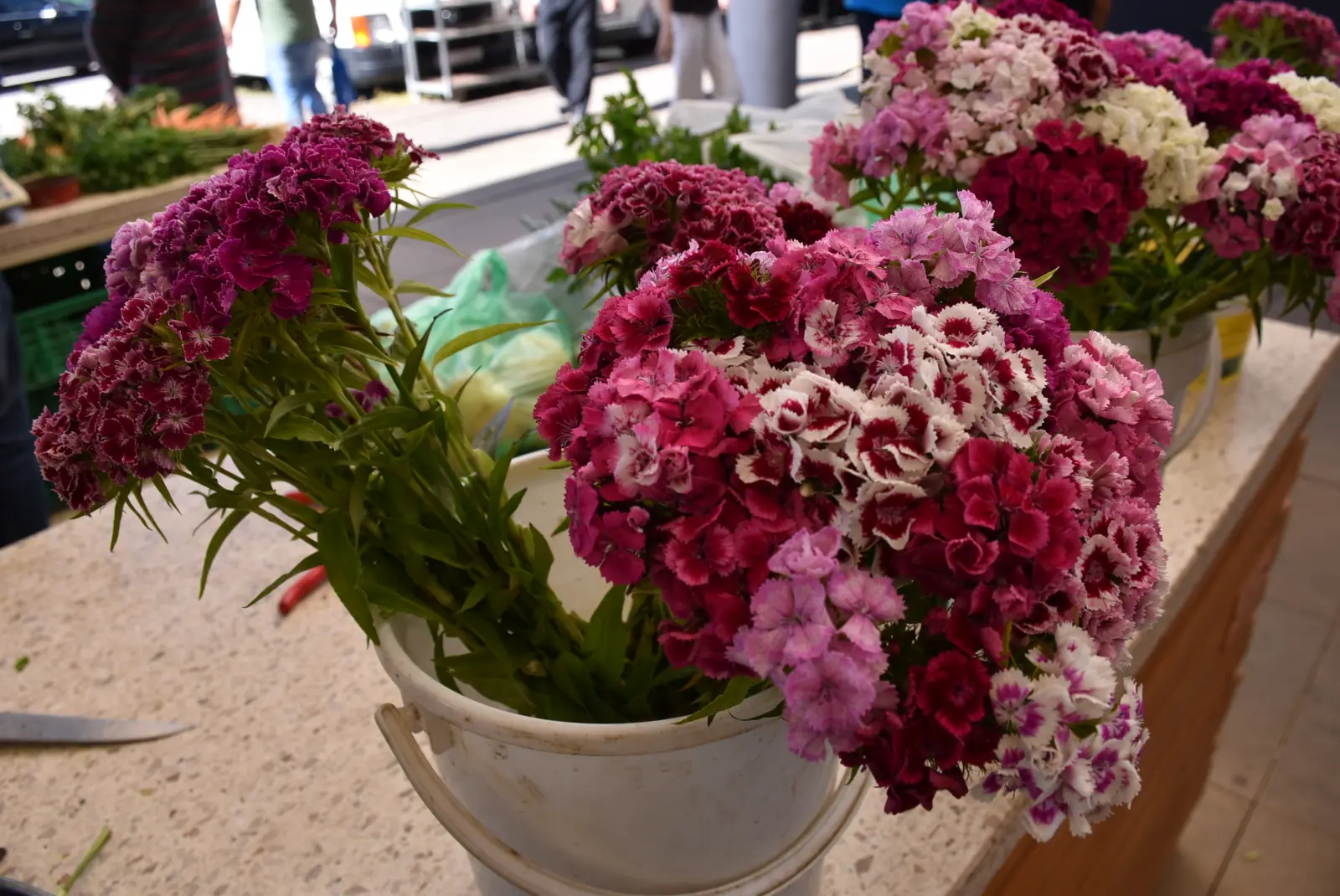 Zlatka Jambrović, (6)