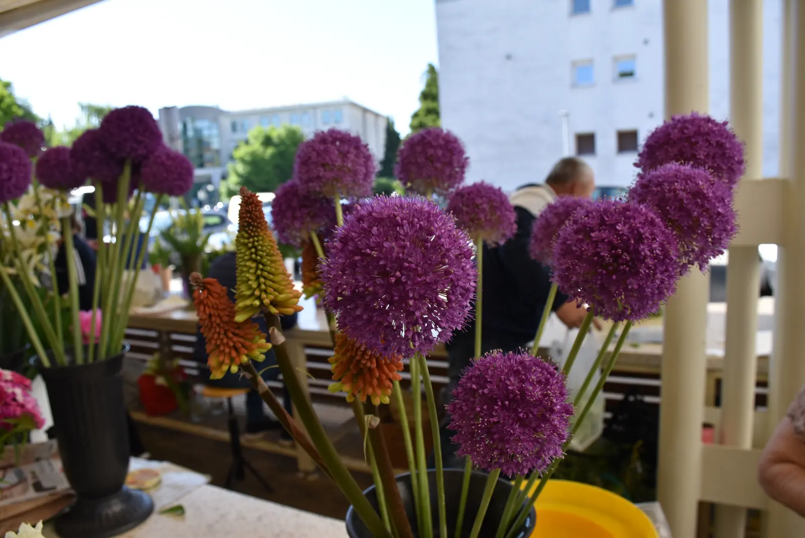 Zlatka Jambrović, (7)