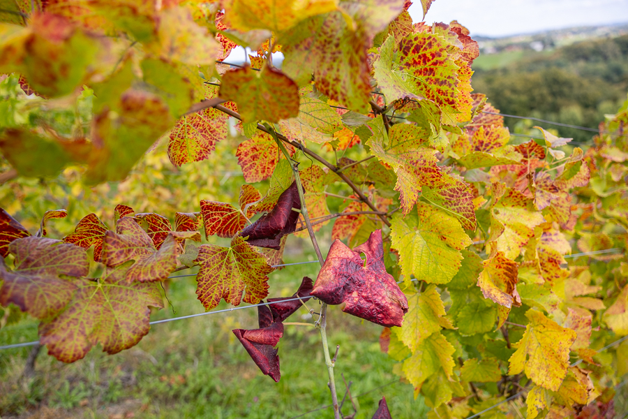 Zlatna žutica (foto Matej Ščavničar) 2