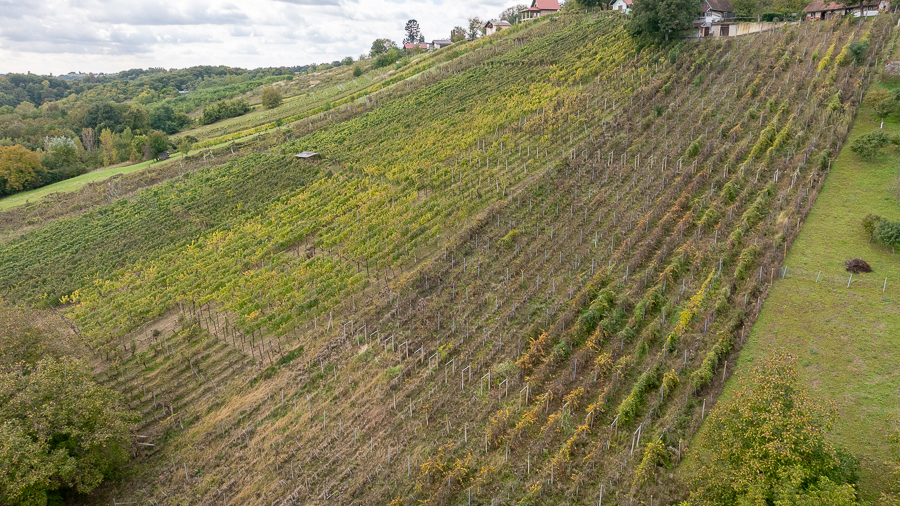 Zlatna žutica (foto Matej Ščavničar) 2