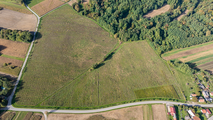 Zlatna žutica (foto Matej Ščavničar) 3