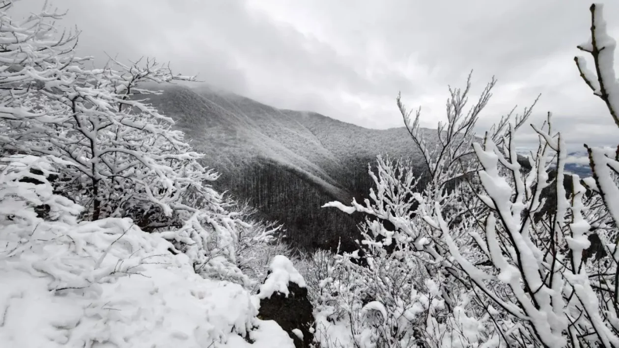 Zoran Stanko Ivančica (2) Zoran Stanko Ivančica (2)