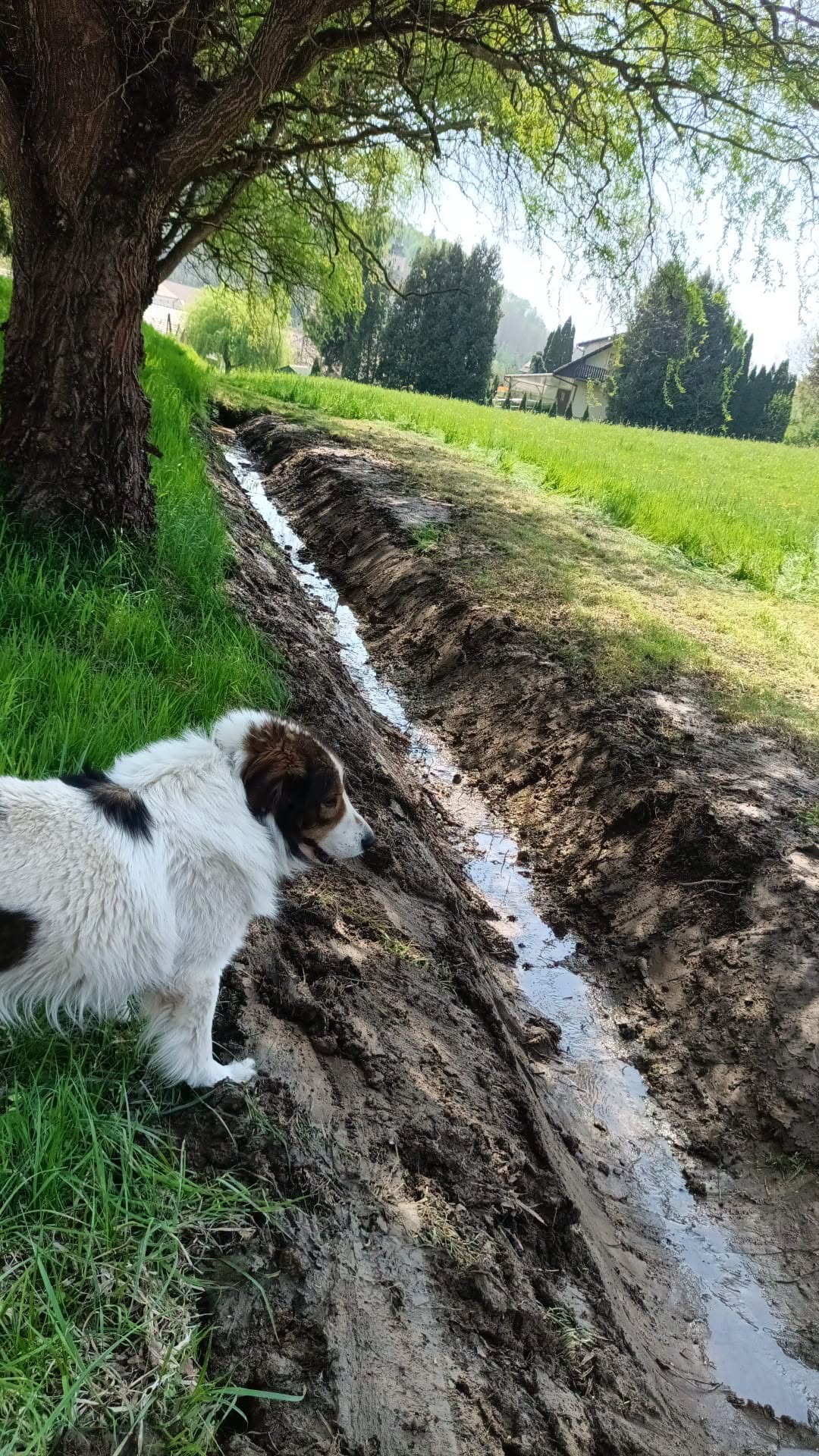 Župa Štrigova radna akcija (15)