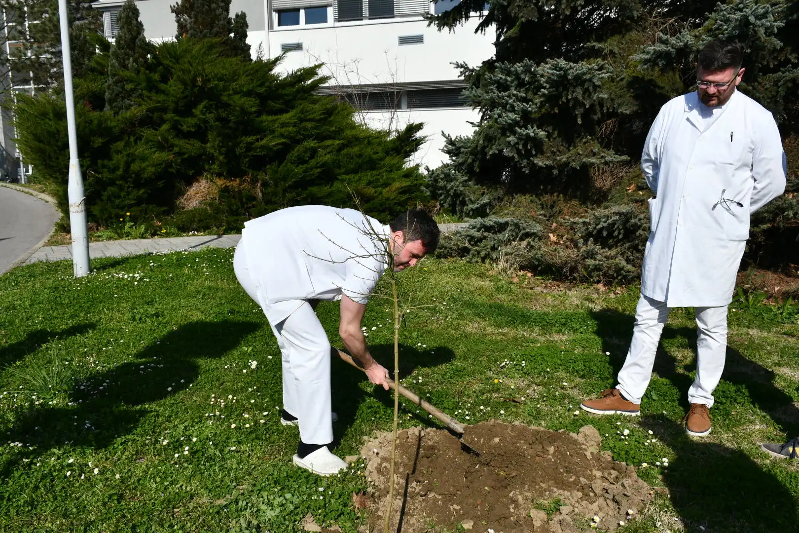 Županijska bolnica ČK sadnja drveća (6)