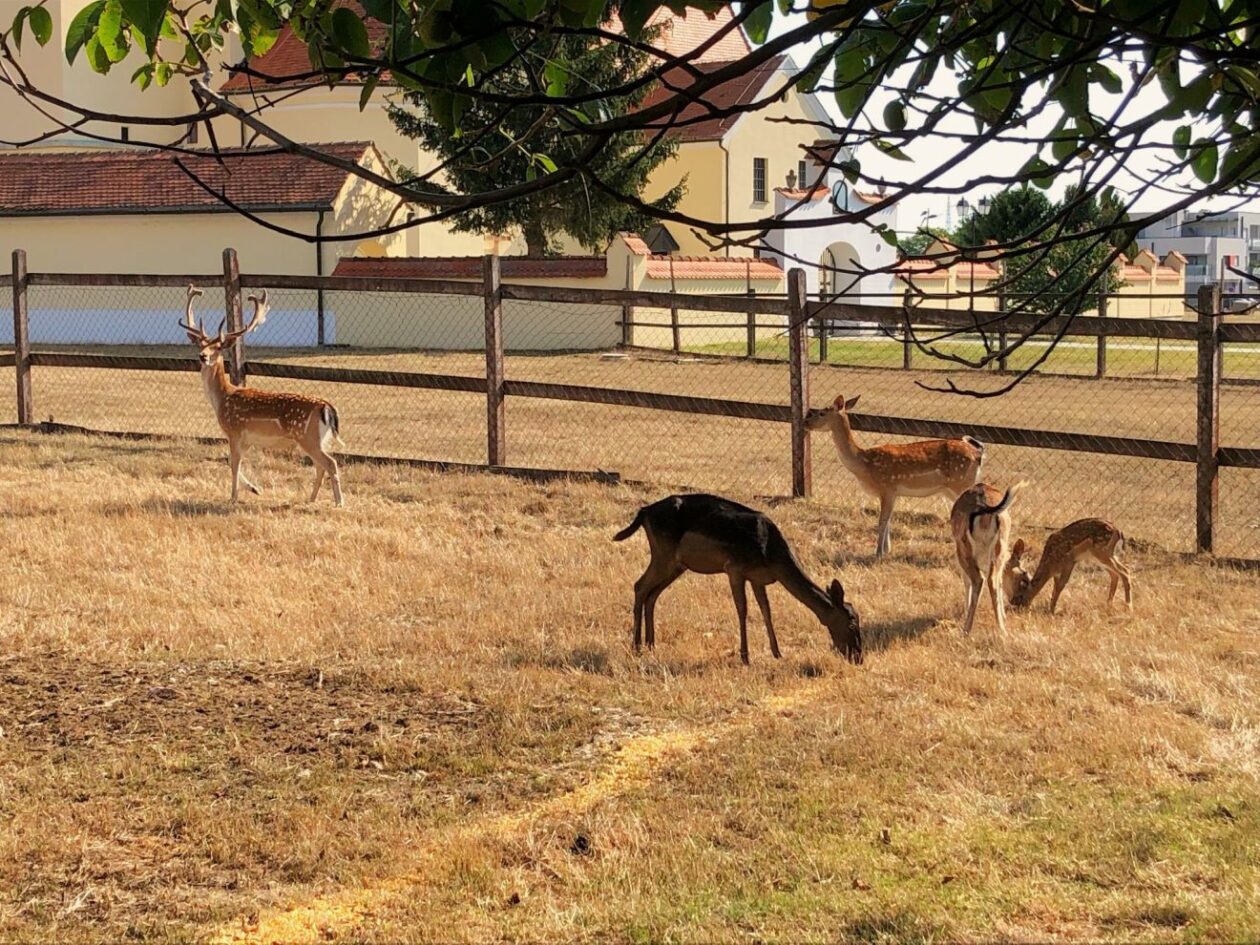 Župnik Ivan Herceg (1)