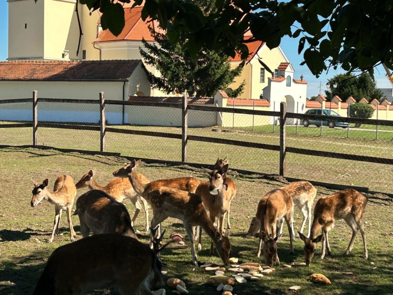 Župnik Ivan Herceg (10)