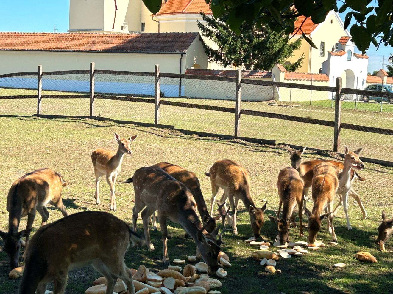 Župnik Ivan Herceg (11)