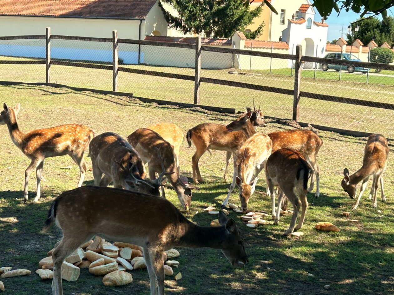 Župnik Ivan Herceg (12)