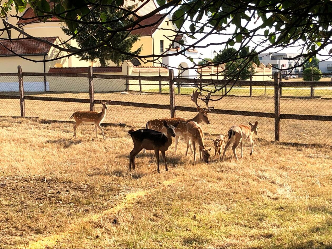 Župnik Ivan Herceg (13)