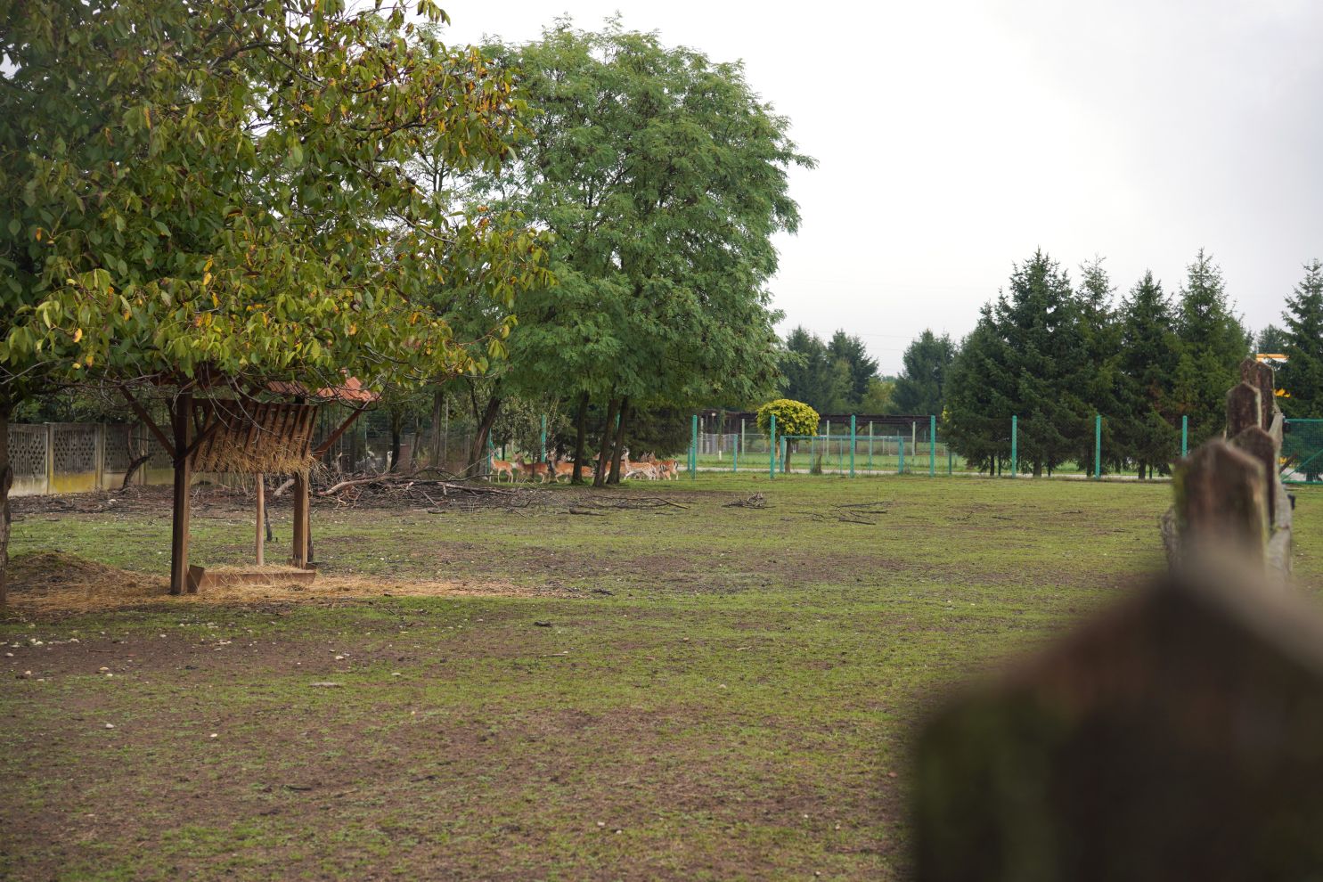 Župnik Ivan Herceg (9)