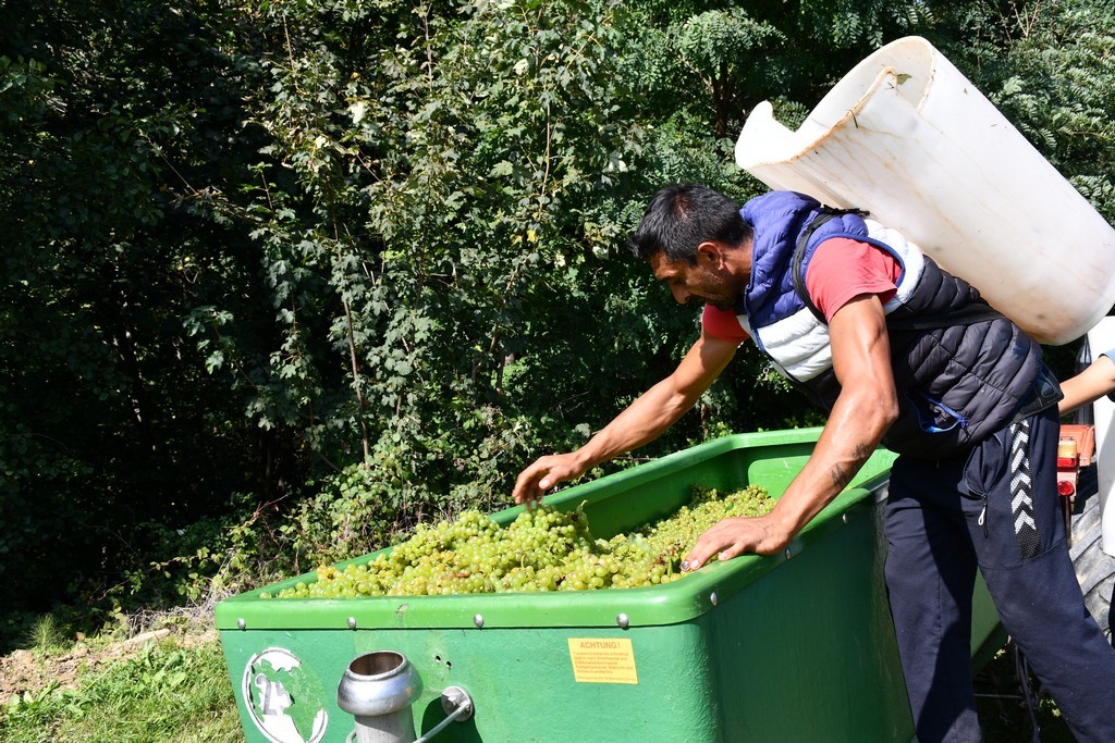 Vinarija Horvat, berba