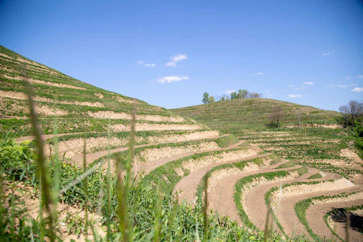 Vinarija Štampar na Mađerkinom bregu zasadila 14 tisuća čokota Pušipela