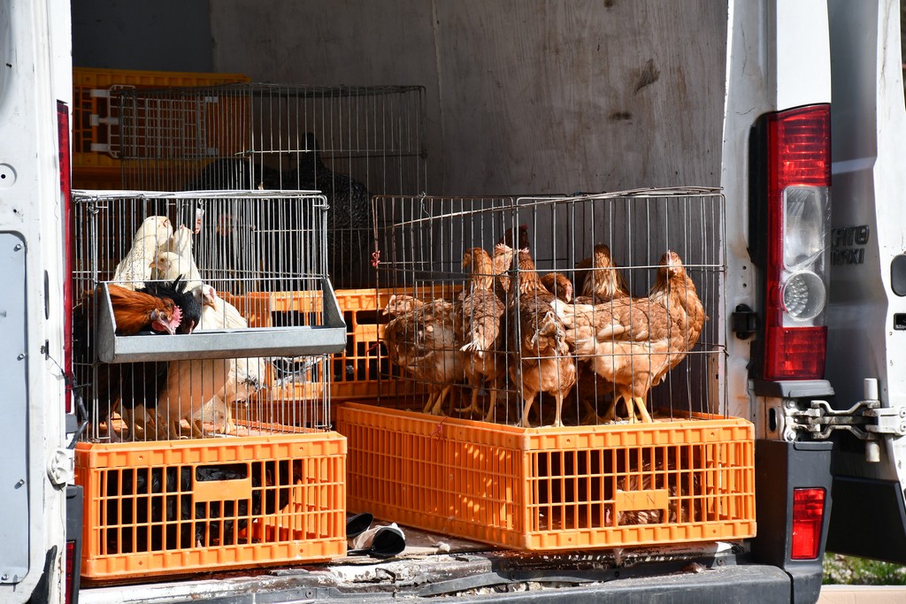 S dolaskom proljeća i toplijih dana živnuo je i čakovečki sajam