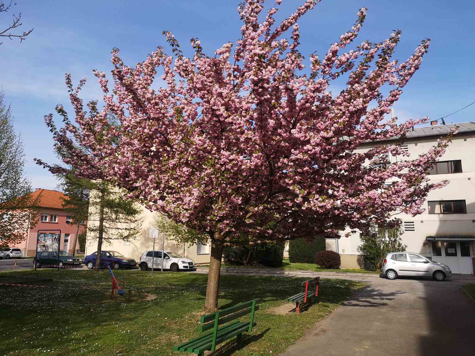 Procvale japanske trešnje mame poglede građana u Čakovcu