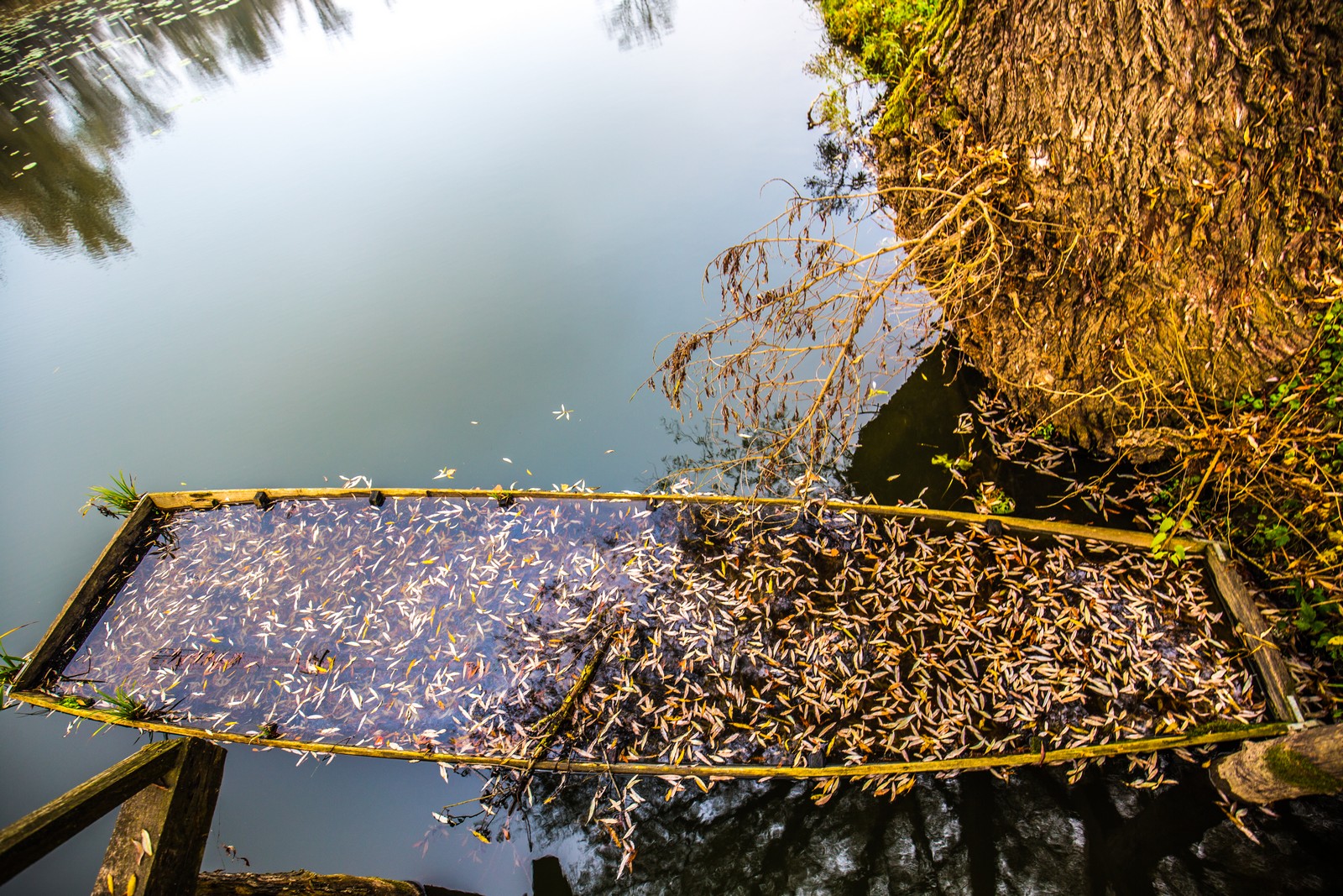 Međimurje se predalo jeseni