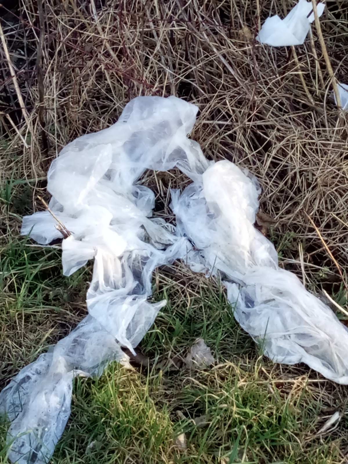 Hrpe smeća u šumi samo 50 metara od prvih kuća u Kotoribi