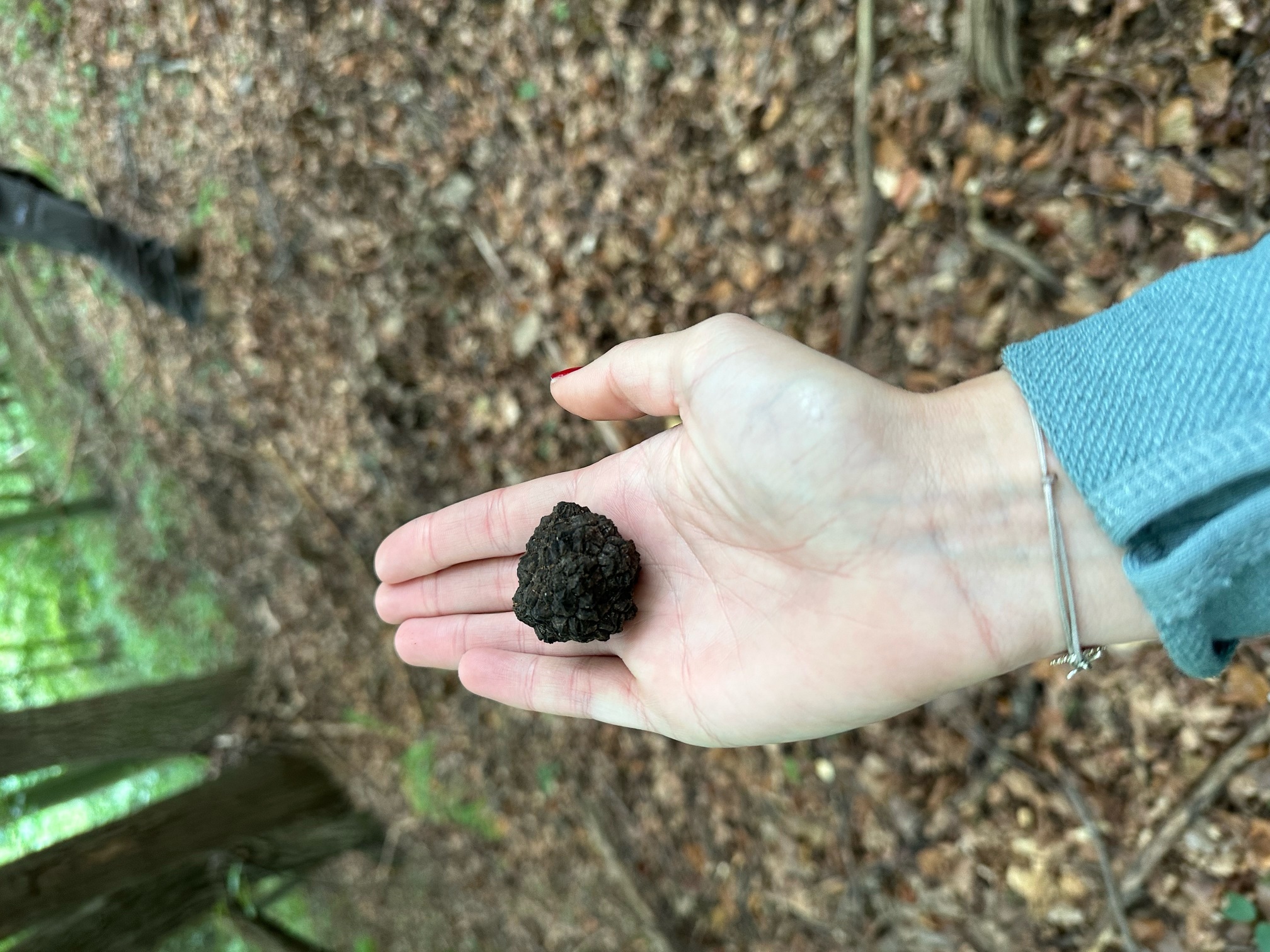 tartufi u međimurju tartuf monika štampar