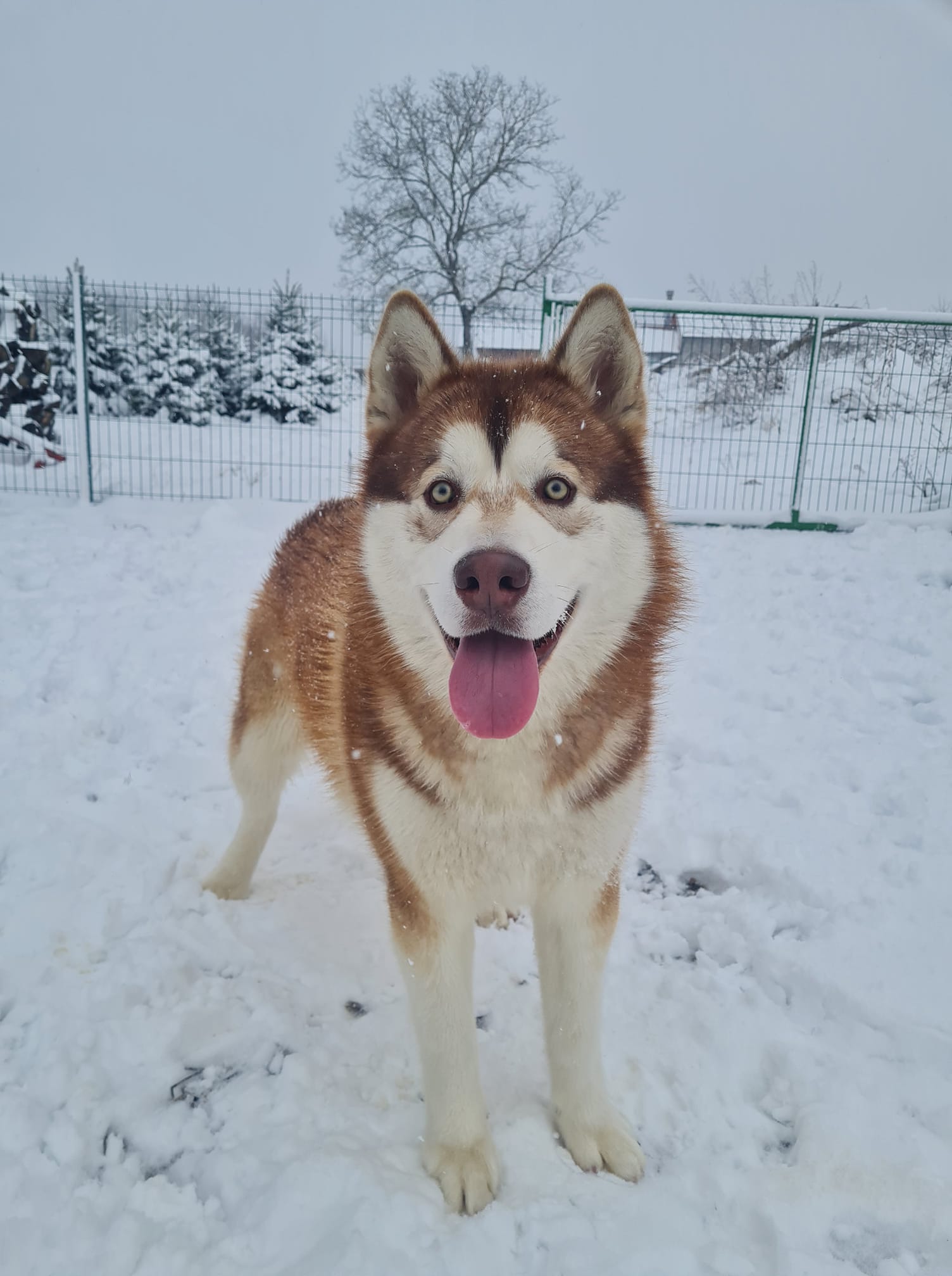 Kućni ljubimci vole snijeg
