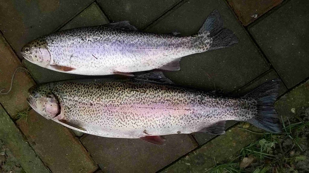 slikeizlumine6do13161047179166