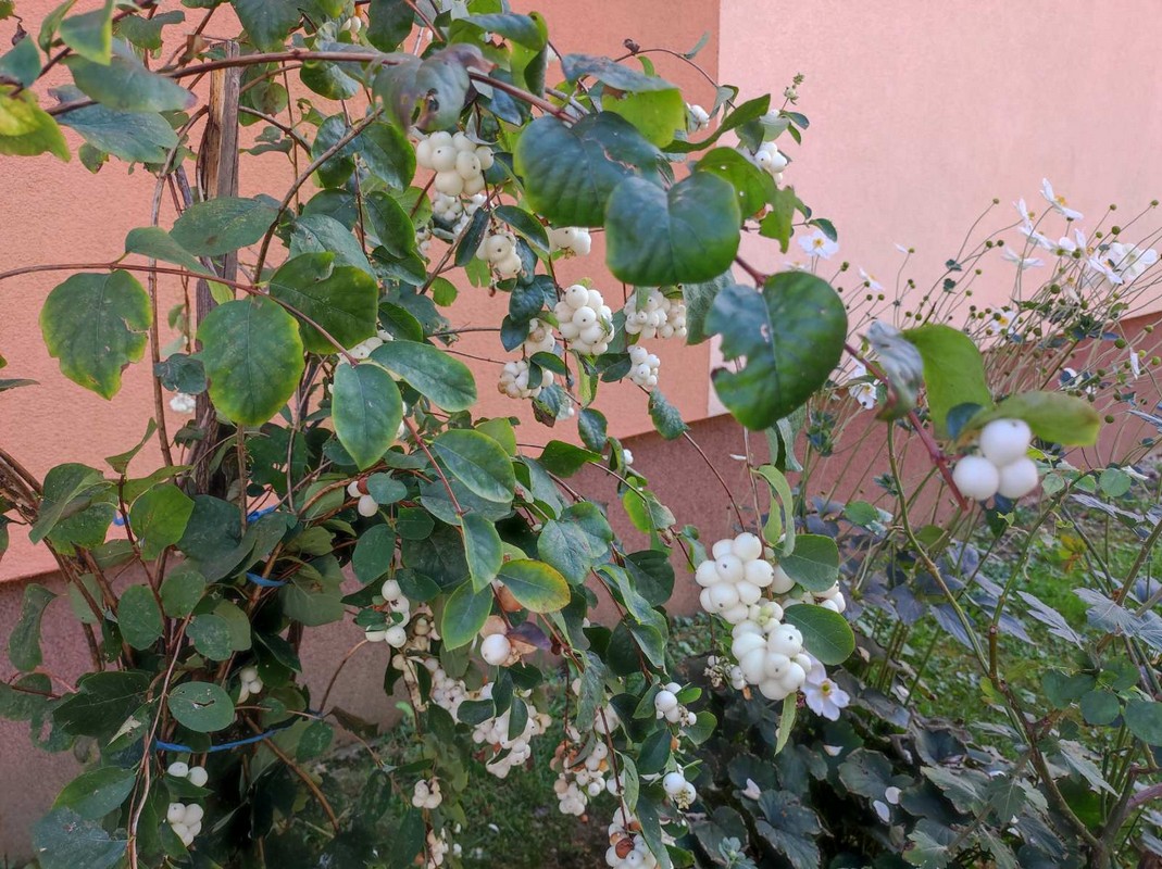 PRELOG Elizabeta Pianec na pragu 81. rođendana brine o cvijeću i priprema odličan kompot od tikvica PRELOG Elizabeta Pianec na pragu 81. rođendana brine o cvijeću i priprema odličan kompot od tikvica