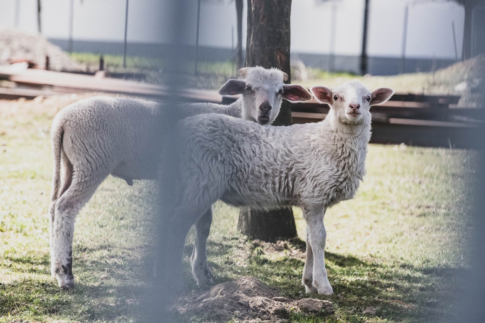 Proljetna cvjetna rapsodija u Međimurju iz objektiva Miroslave Novak Hranjec