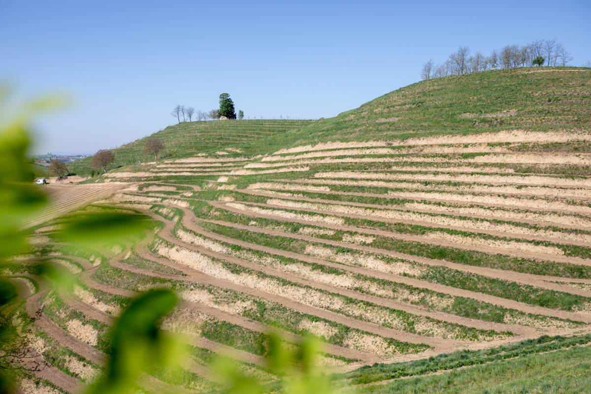 Vinarija Štampar na Mađerkinom bregu zasadila 14 tisuća čokota Pušipela