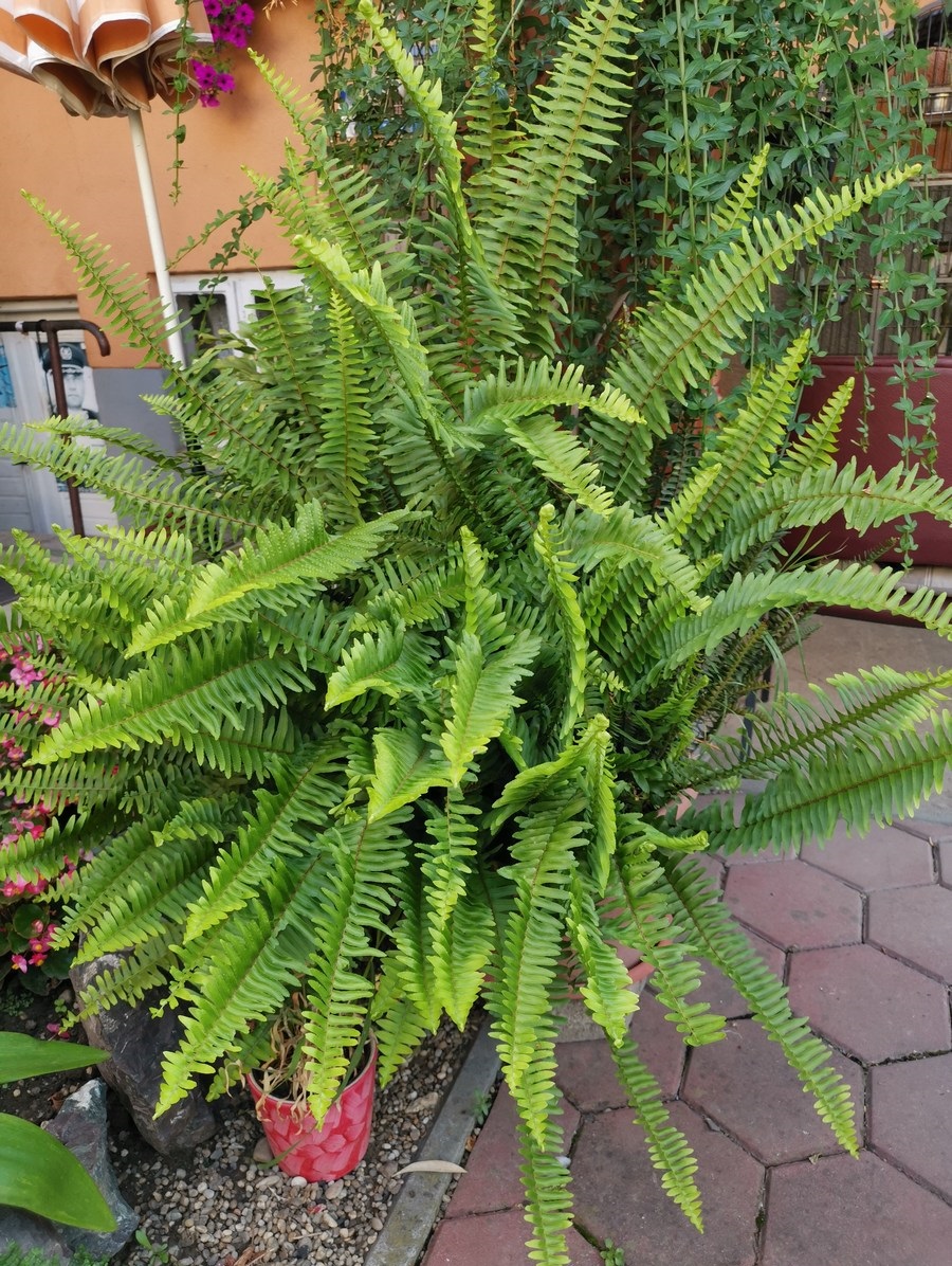 UKRAS MEĐIMURJA Čiji vrt je najljepši? Dodijeljena priznanja, evo tko je bio najkreativniji