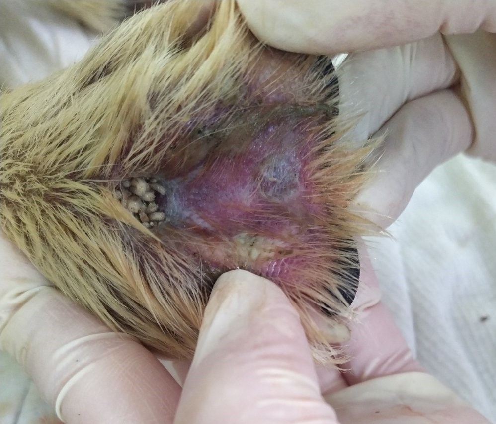 UZNEMIRUJUĆE FOTOGRAFIJE ‘Dokle će trajati patnja pasa u romskim naseljima Međimurja?’