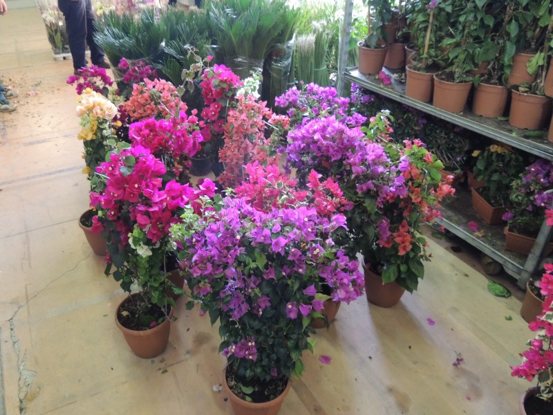 2c613f22f858ccdb328e7c3e14b13a9